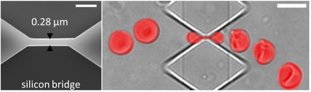 Left: Electron microscopy image of a 0.28-micron wide silicon bridge (in light gray) used for molding 0.28-micron wide slits. Right: Superimposed images of an RBC (in red) passing through a 0.28x1.87x5.0 μm3 slit.